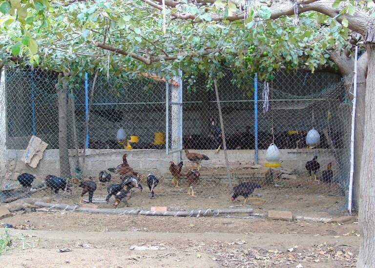 Cách làm chuồng chạy cho gà đá hiệu quả