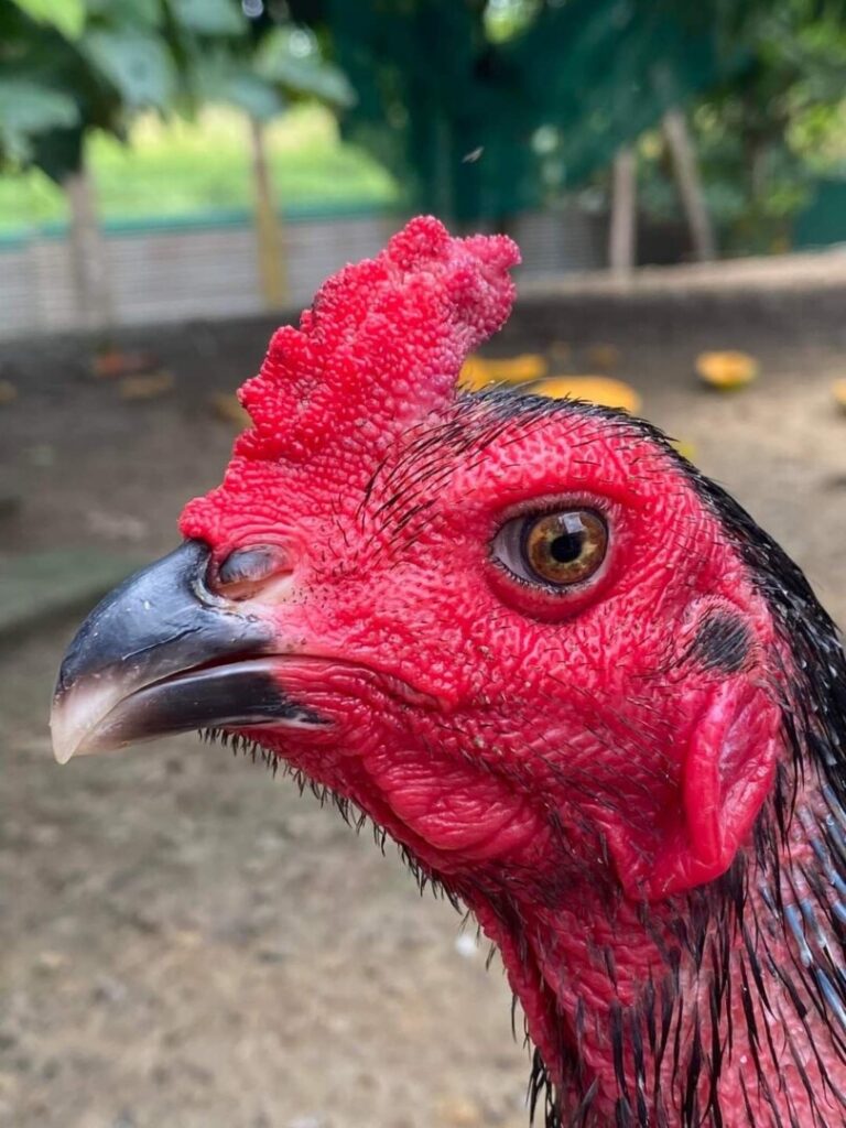 Hình dáng và kích thước mắt