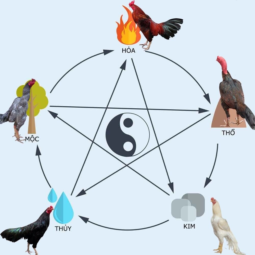 Cách chọn ngày đá gà theo màu mạng gà đá