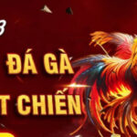 Đá gà SV388 – Trải nghiệm đỉnh cao từ sới gà online số 1 châu Á
