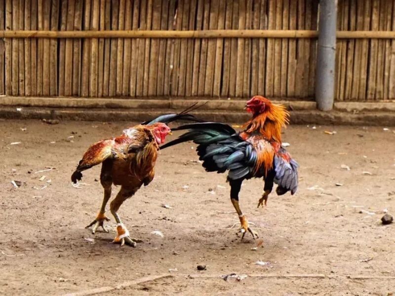 Các hình thức đá gà phổ biến