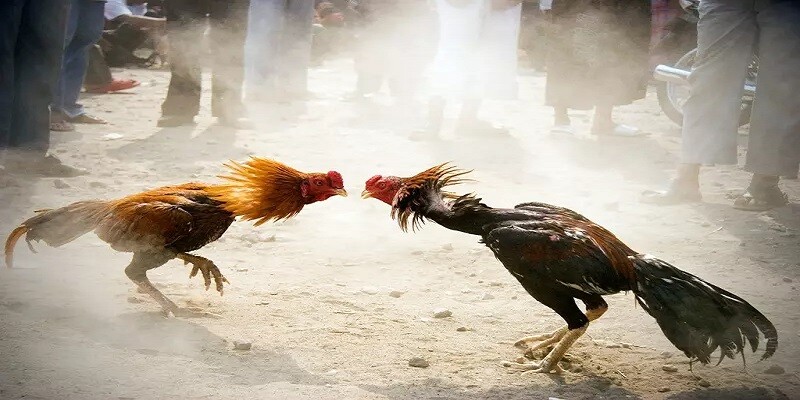Gà mồng vua có thực sự là chiến kê tốt?