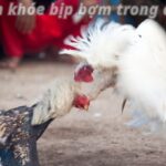 Vạch trần mánh khóe bịp bợm trong đá gà – Cẩn thận mắc bẫy!