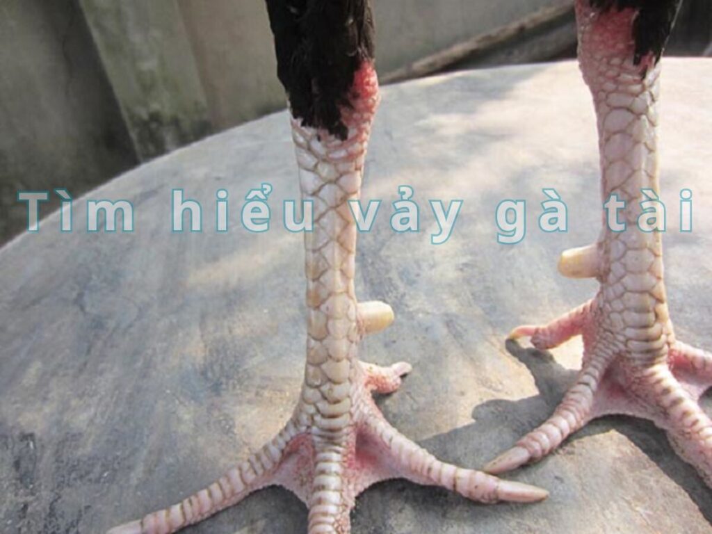 Tìm hiểu về vảy gà tài